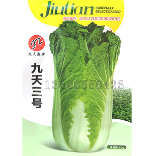 九天三号白菜种子 秋播直筒半抱青白帮黄心大白菜籽开锅烂口感好