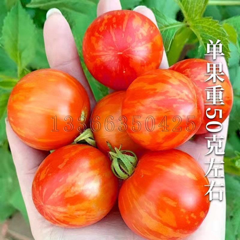 花绣球番茄种子 春秋彩色小番茄柿子种子皮色红黄相间鲜艳蔬菜籽