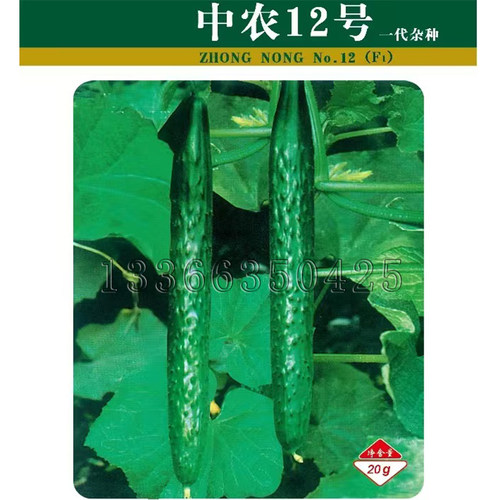 中农12号黄瓜种子 春播深绿皮有光泽白刺青瓜种子质脆味甜蔬菜籽