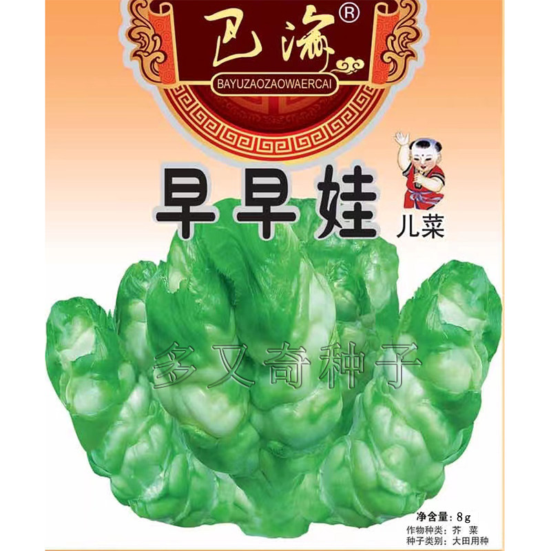 早早娃儿菜种子 秋播早熟儿菜娃娃菜孢子芥菜种子绿白色儿大菜籽