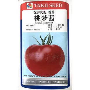 春秋早熟粉果水果型西红柿种子口感好节间短耐裂 桃梦茜番茄种子