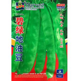 碧绿地油豆种子 春秋播早熟矮生油豆地豆菜豆籽无筋无柴口感香面