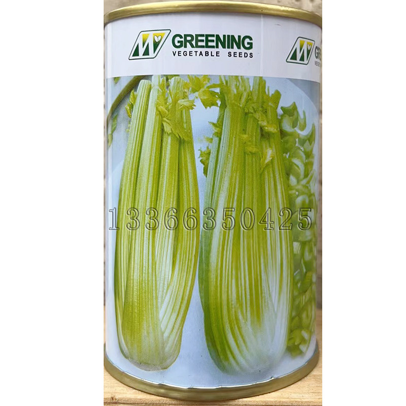 法国皇后西芹种子 进口春秋早熟叶柄浅黄色净菜率高芹菜蔬菜种子