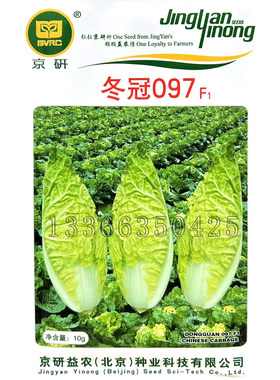 冬冠097白菜种子 春秋冬播种翡翠小白菜种子耐抽薹口感好蔬菜种子