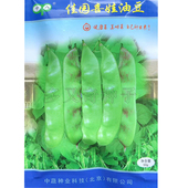 喜娃油豆种子 春播中早熟东北油豆菜豆种子纤维少浅绿条紫红斑点