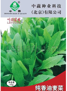 纯香油麦菜种子 春秋叶用莴苣种子绿色叶面光滑口感脆香蔬菜种子