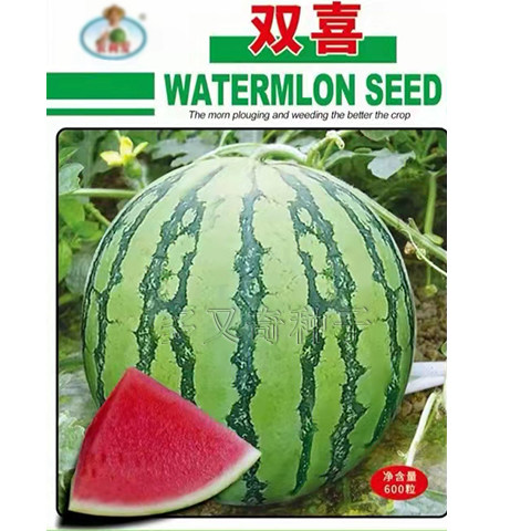 双喜西瓜种子 春播圆形红瓤质细脆多汁西瓜籽皮韧耐贮运水果种子