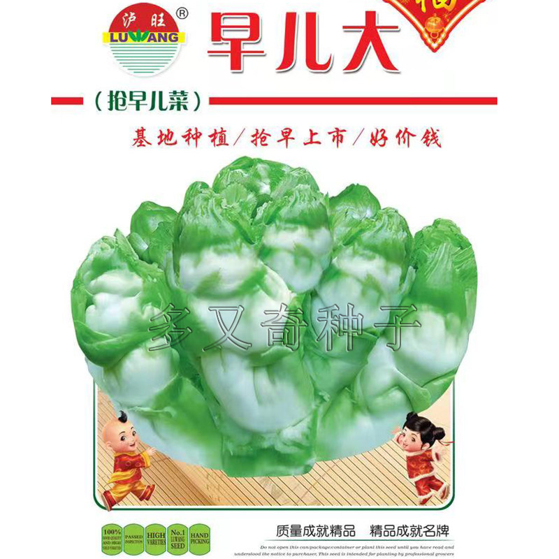 早儿大儿菜种子 秋播早熟孢子芥菜娃娃菜种子儿多儿大秋播蔬菜籽