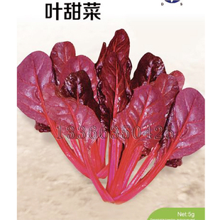 红叶甜菜种子 春秋播紫叶甜菜种子阳台盆栽观赏食用叶甜菜蔬菜籽