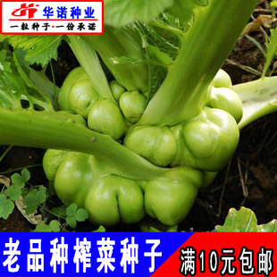 南北方榨菜种子包包菜青菜头籽种子腌咸菜头菜种子秋季种田园庭院