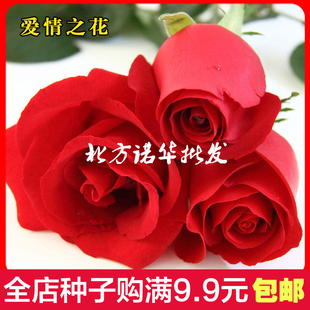 玫瑰花芳香花卉种子奇趣植物种子四季阳台盆栽绿植菜园庭院四季播