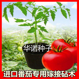 进口番茄砧木种子嫁接台木四季种植西红柿砧木嫁接苗番茄蔬菜种籽