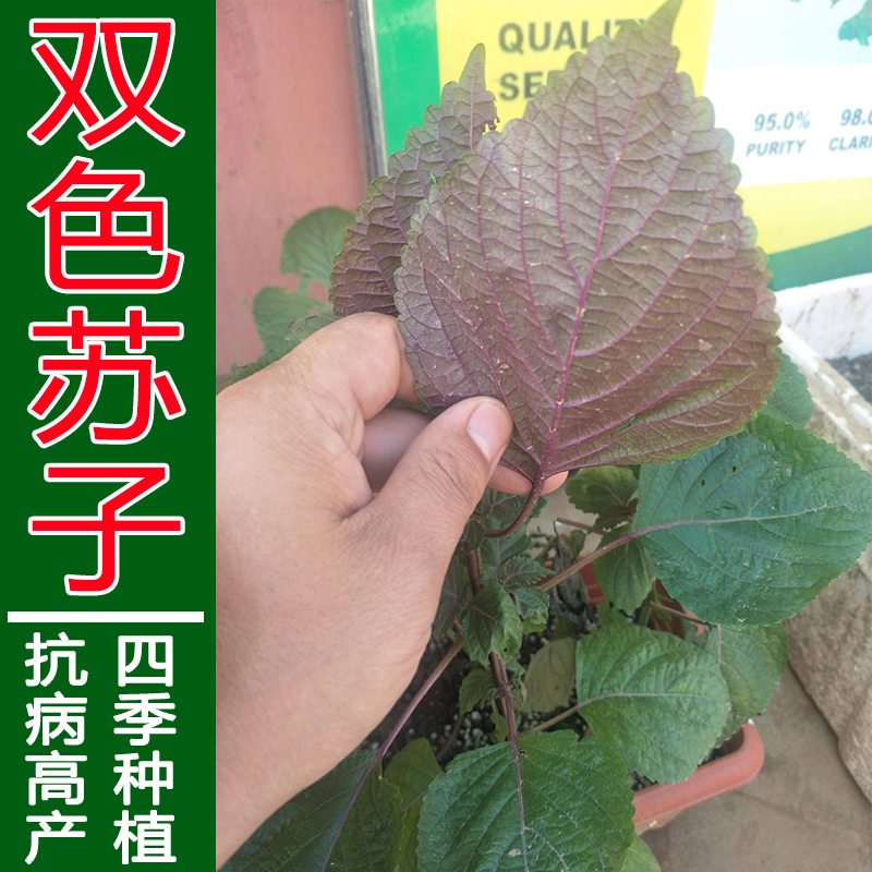 阳台盆栽庭院四季青紫苏种子