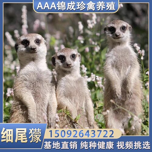 景区观赏细尾獴活体萌宠