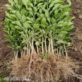 正宗酸柚实生苗香泡苗土柚苗