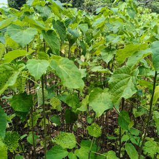 山桐子苗山梧桐苗油葡萄苗荒山征地苗易管理易成活长得快