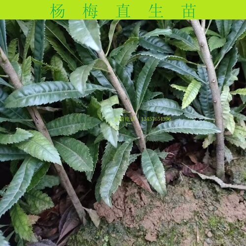 杨梅直生苗杨梅地苗大苗小苗