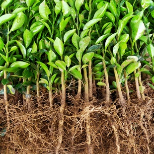 四川红橘苗红桔砧木苗红橘靠接苗红橘籽红橘实生苗健康苗木