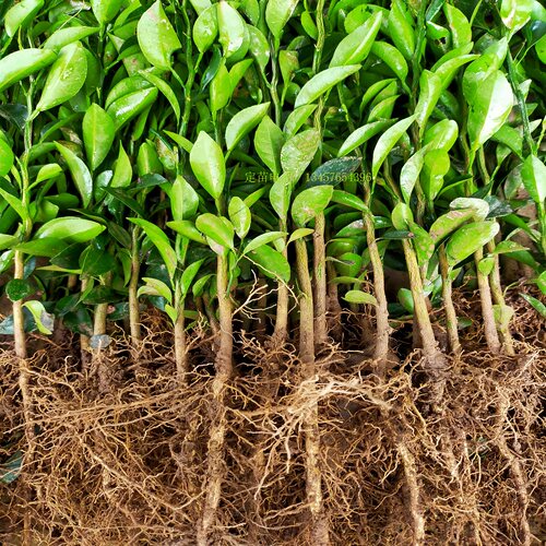 红橘苗四川红橘苗砧木苗