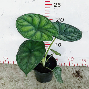 神盾海芋龙鳞盆栽北欧风办公室内观叶植物桌面网红热值摆件小绿植