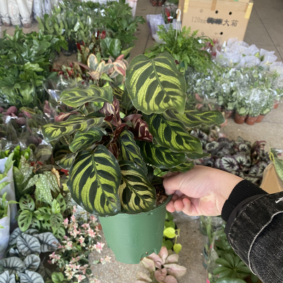 孔雀竹芋客厅净化空气