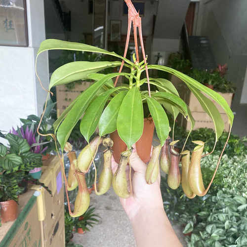 好养活猪笼草驱蚊绿植