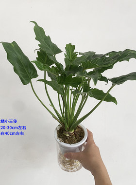 龙鳞小天使北阳喜阴水培植物盆栽