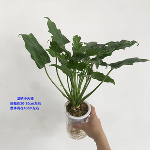 龙鳞小天使水培盆栽客厅室内喜阴小叶绿植北阳台好养水养观叶植物