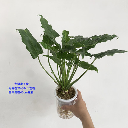 龙鳞小天使水培盆栽客厅室内喜阴小叶绿植北阳台好养水养观叶植物