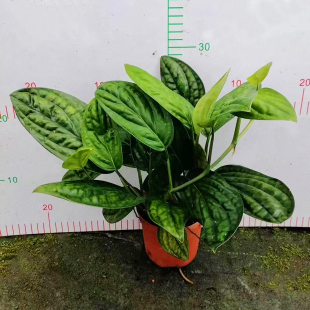 泰国绿萝墨西哥秘鲁皱叶龟背竹ins风室内净化空气绿植爬藤垂吊