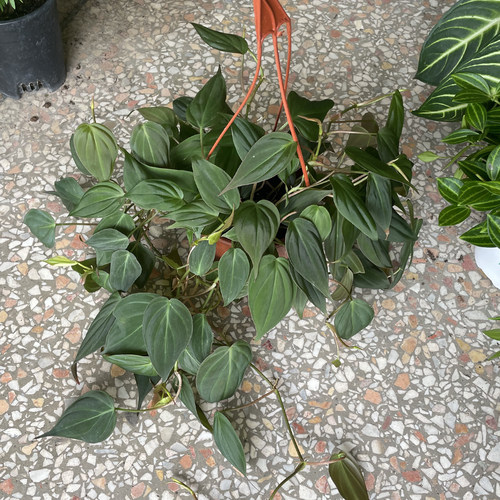 花隆云母蔓绿绒室内网红观叶绿植