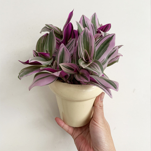 婚礼油画盆栽室内多肉植客厅阳台好养活的桌面吊兰绿植