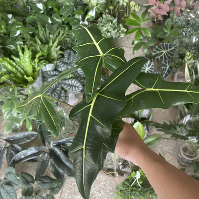 萨利安海芋盆栽室内好养的绿植