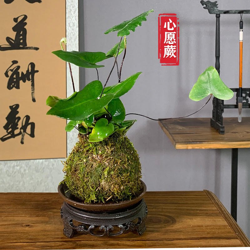 心愿蕨苔藓球微景观办公室桌面小绿植心叶水培水养室内蕨类小植物