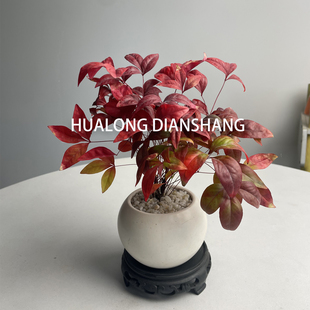 火焰南天竹真树盆栽客厅办公室内红叶绿植阳台庭院耐寒好养小植物