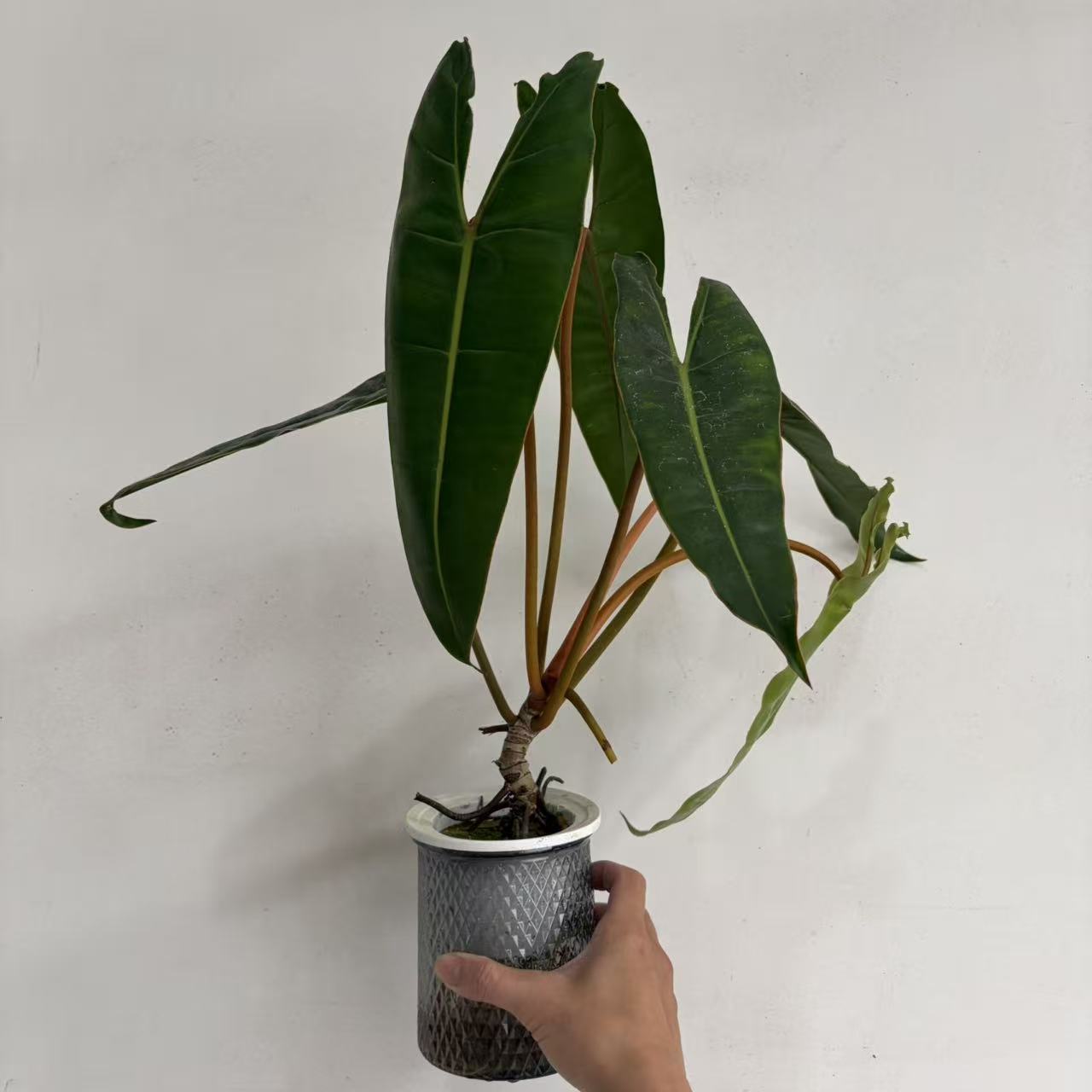 橙柄蔓绿绒水培绿植