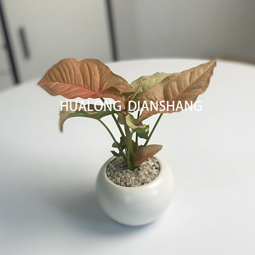 合果芋北欧桌面绿植趣味的好养活