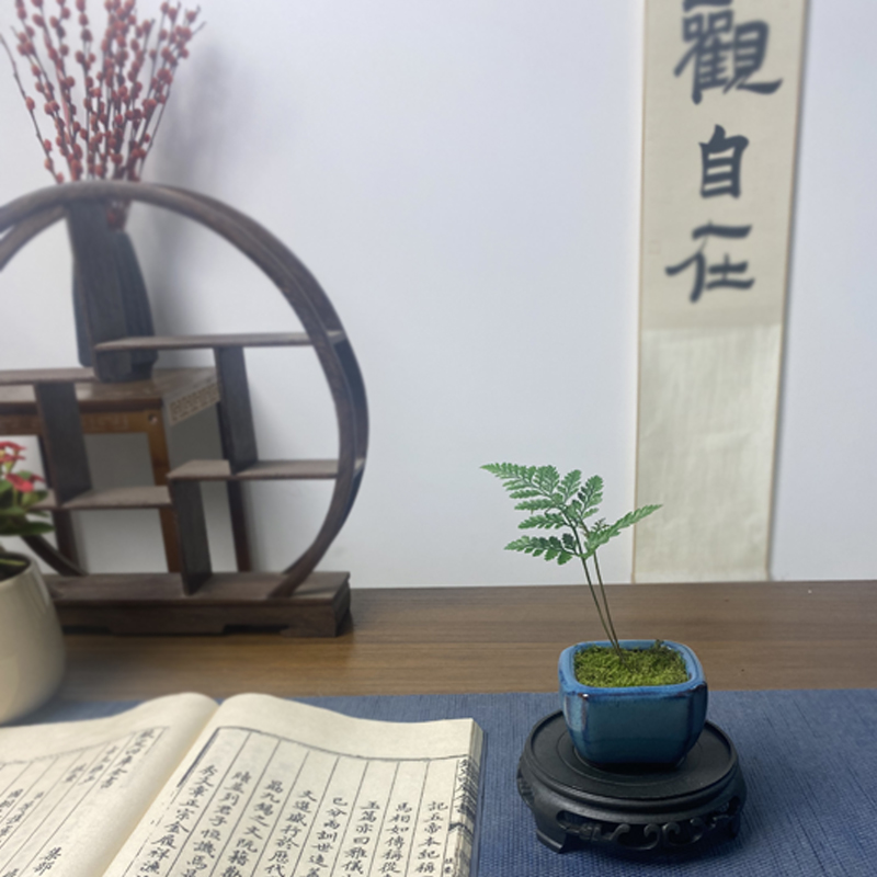 狼尾蕨迷你小盆栽办公室桌面蕨类植物四季常青观叶绿植掌中拇指苗