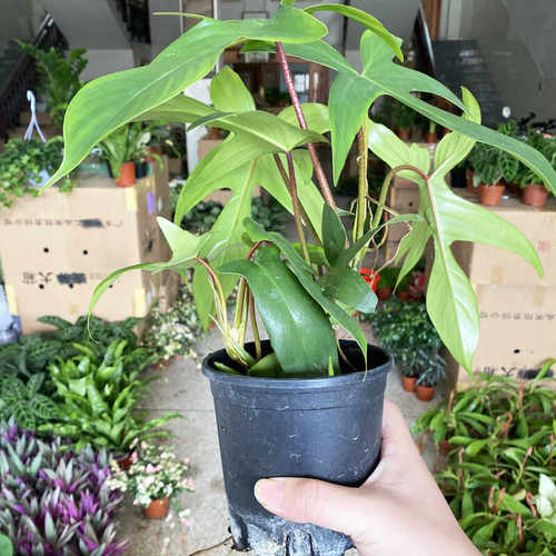 蔓绿绒客厅吸甲醛净化空气爬藤类