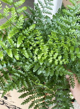 吉姆蕨客厅耐阴绿色植物盆栽室内好养易活桌面观叶小绿植平安蕨类