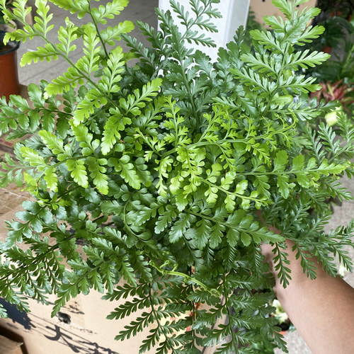 吉姆蕨客厅蕨类植物绿植活新手级