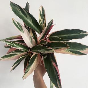 七彩竹芋盆栽苗四季好养观叶植物桌面绿植办公室内鲜活真花耐阴好