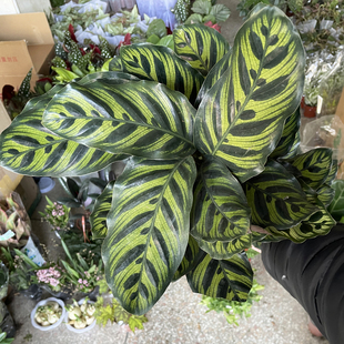 孔雀竹芋盆栽办公室内耐阴的好养活观叶植物新手桌面四季常青绿植