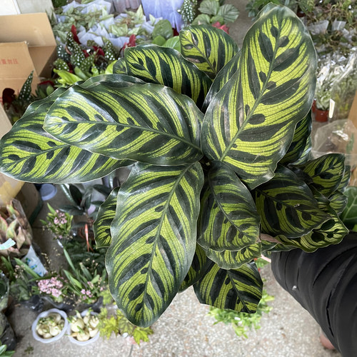 孔雀竹芋盆栽室内桌面好养小绿植