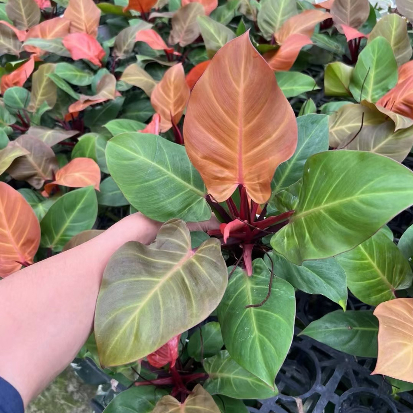 红樱桃蔓绿绒盆栽ins风网红绿植室内桌面观叶家居植物北欧简约
