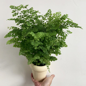 铁线蕨盆栽室内明亮处好养