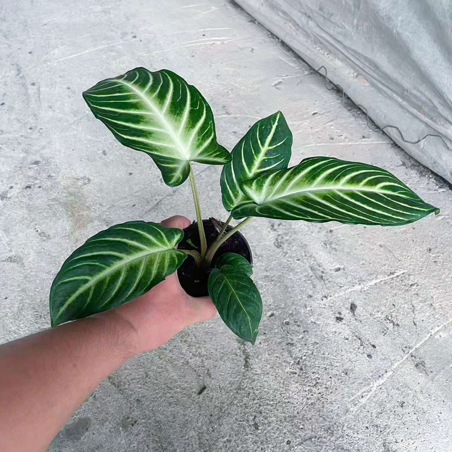 乳脉千年芋盆栽植物小苗办公室内桌面绿植