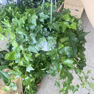 常春藤爬藤绿植四季长青植物庭院阳台攀援花卉常青藤苗四季不落叶