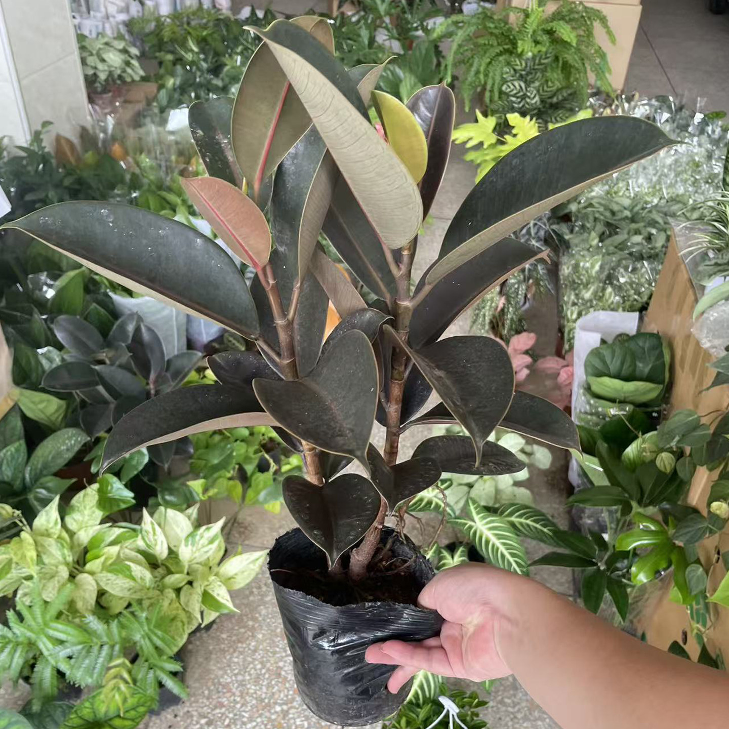 黑金刚橡皮树盆栽客厅网红小绿植图片