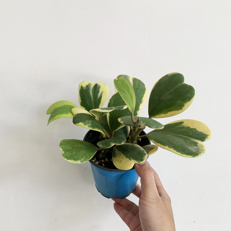 心叶球兰锦客厅桌面绿植室内爬藤植物心形叶子办公桌面常青好养活